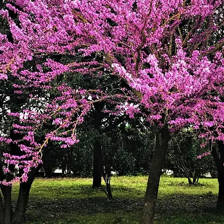 Delfina Palace Hotel