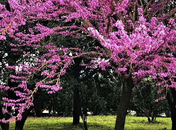 Delfina Palace Hotel